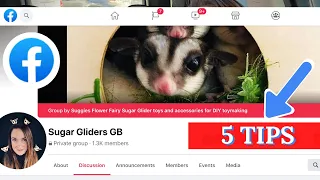 5 TIPS to get the most out of Sugar Glider Facebook Groups