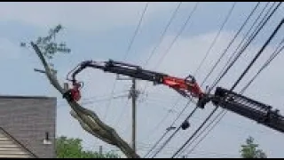 Removal of huge tree over and through power lines!!