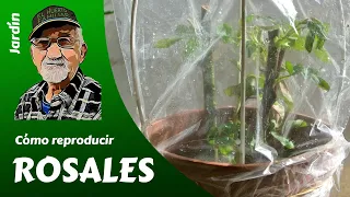 𝗥𝗢𝗦𝗔𝗦: COMO REPRODUCIR ROSALES. Esquejes, acodos o semillas.