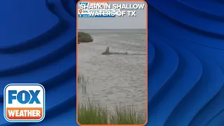 Large Hammerhead Shark Seen Thrashing In Shallow Waters Off Texas Coast