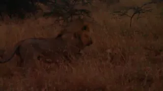 Lioness desperately trying to protect her cubs, against nomadic male lions