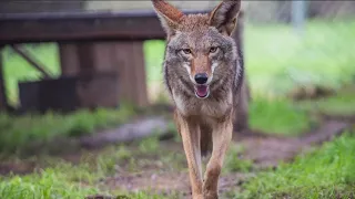 Coyote sightings on the rise across San Diego County