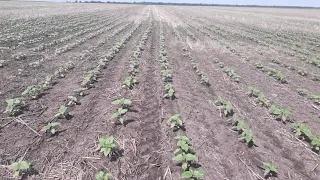 06.06.2021 NO-TILL подсолнечник обработка экспрессом.