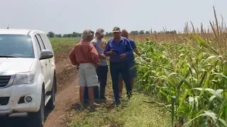 Осмотр полей в большой компании | Подсолнечник и кукуруза