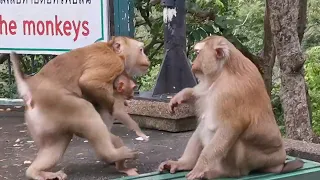 Monkeys family, Rang Hill, Phuket.