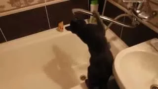 Прикол. Котенок пьет воду только из под крана