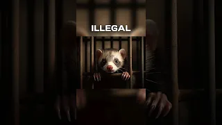 Are Ferrets Illegal? The Top Trouble Zones for Ferret Owners #ferrets #shorts #short #shortvideo
