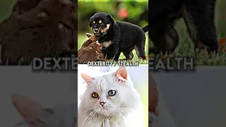 Dog vs Cat (Who wins?)
