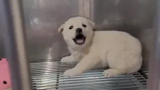 Scared Puppy Crying Continuously for 4 Days In The Vet & Miraculous Change After Being Cuddled