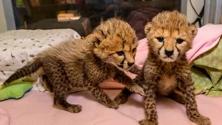 Baby Cheetah Sisters Spotted at the San Diego Zoo Safari Park