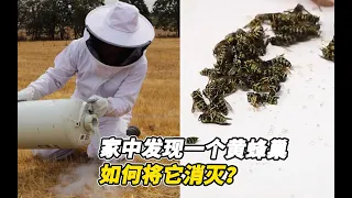 家中发现一个黄蜂巢，如何将它消灭？看老外的做法真是太狠了!