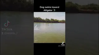 Dog get eating up by crocodile 😳 (must watch)