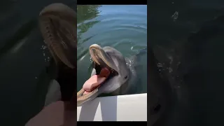 Funny dolphin #shorts