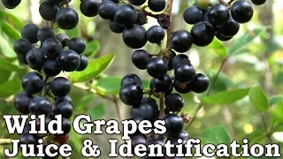 WILD GRAPE JUICE | Identification (Look Alikes) & Processing