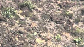 Aoudad fight after shot.MPG