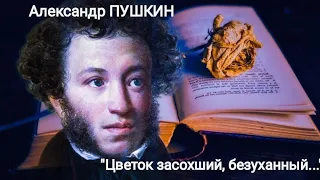 Александр Пушкин "Цветок "(Цветок засохший, безуханный...) читает Павел Морозов