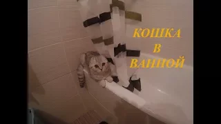 Шотландская Вислоухая Кошка в Ванной без Воды / Милые животные коты и кошки