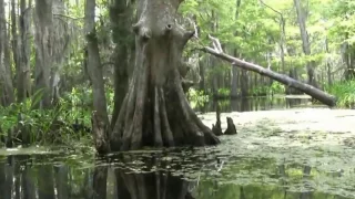 Creedence Clearwater Born on the Bayou