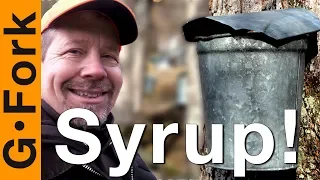 You Can Make Maple Syrup, Here's How