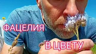 Фацелия на целине.Что у меня получилось?