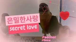 은밀히 짝짓기하는 앵무새들. #짝짓기 #parrot #secret