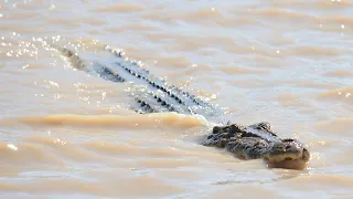 NT teen attacked by crocodile while evacuating floodwaters