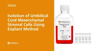 Isolation of Umbilical Cord Mesenchymal Stromal Cells Using Explant Method