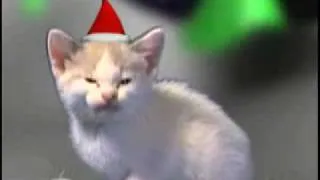 Kitten singing "Silent Night!"