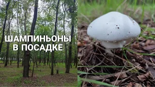 ШАМПИНЬОНЫ: Желтокожие или перелесковые?