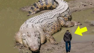 Man Discovered Huge Crocodile on the Shore. You won't believe what lurked within.