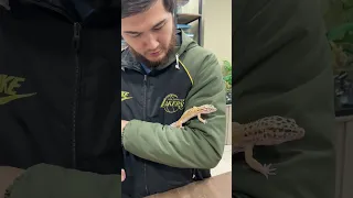 Эублефар ящерица 🦎 #shorts #shortsvideo #эублефар