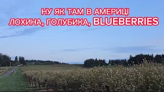 НУ ЯК ТАМ В АМЕРИЦІ? ЛОХИНА, ГОЛУБИКА, BLUEBERRIES