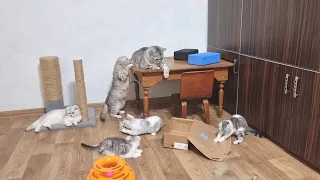 Daddy cat and mom cat raising their five kittens