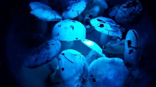 Поиск грибов, в ночном лесу, с ультрафиолетовым фонарем.