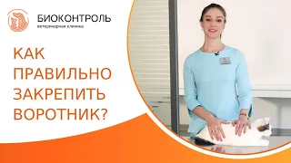 🐱 Как правильно надеть ветеринарный воротник на кота? Как надеть воротник на кота. Биоконтроль. 18+