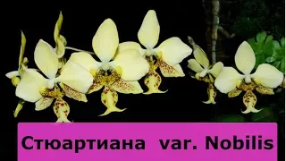 СТЮАРТИАНА  var  Nobilis (желтая стюартинана)