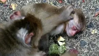 Bad condition baby monkey, mom tries to help it with water