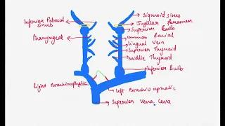 Branches of Internal Jugular Vein | Applied | Mnemonics | Anatomy | Manoti Alawadi