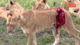 Graphic Footage of Lioness Mauled by Buffalo