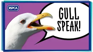 Hear what Gulls are really saying!