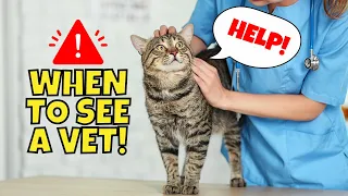 18 Warning Signs Your Cat Needs to See a Vet