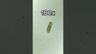 Tardigrade at 0x, 40x, 100x and 400x magnification!