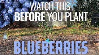 Start a New Blueberry Patch! (Varieties, Soil Prep, and Planting Tips)