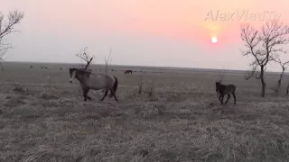 Кони, лошади . Табун. Horses, herd.