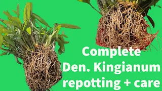 Complete dendrobium kingianum repotting + care