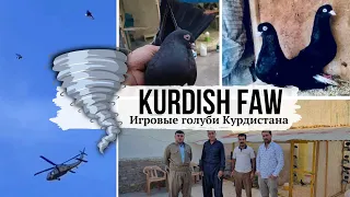 Игровые голуби Курдистана | 🌪 Tornado FAW pigeons | Kurdistan