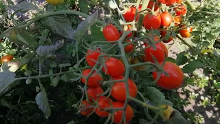 🍅🍅ТОМАТ ВИШНЯ ЮББИ. ОБЗОР СОРТА