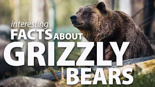Interesting Facts about Grizzly Bears