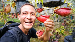 How To Eat PITCHER PLANTS!! | Raw + Sticky Rice! | Satun (สตูล), Thailand