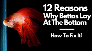 Betta Fish Laying On Bottom Of Tank? Here's Why!
